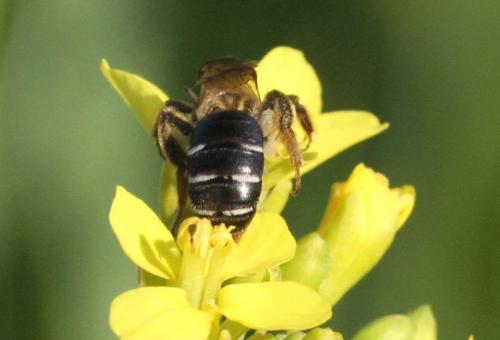 Réf. 229 668 : Andrena sp.